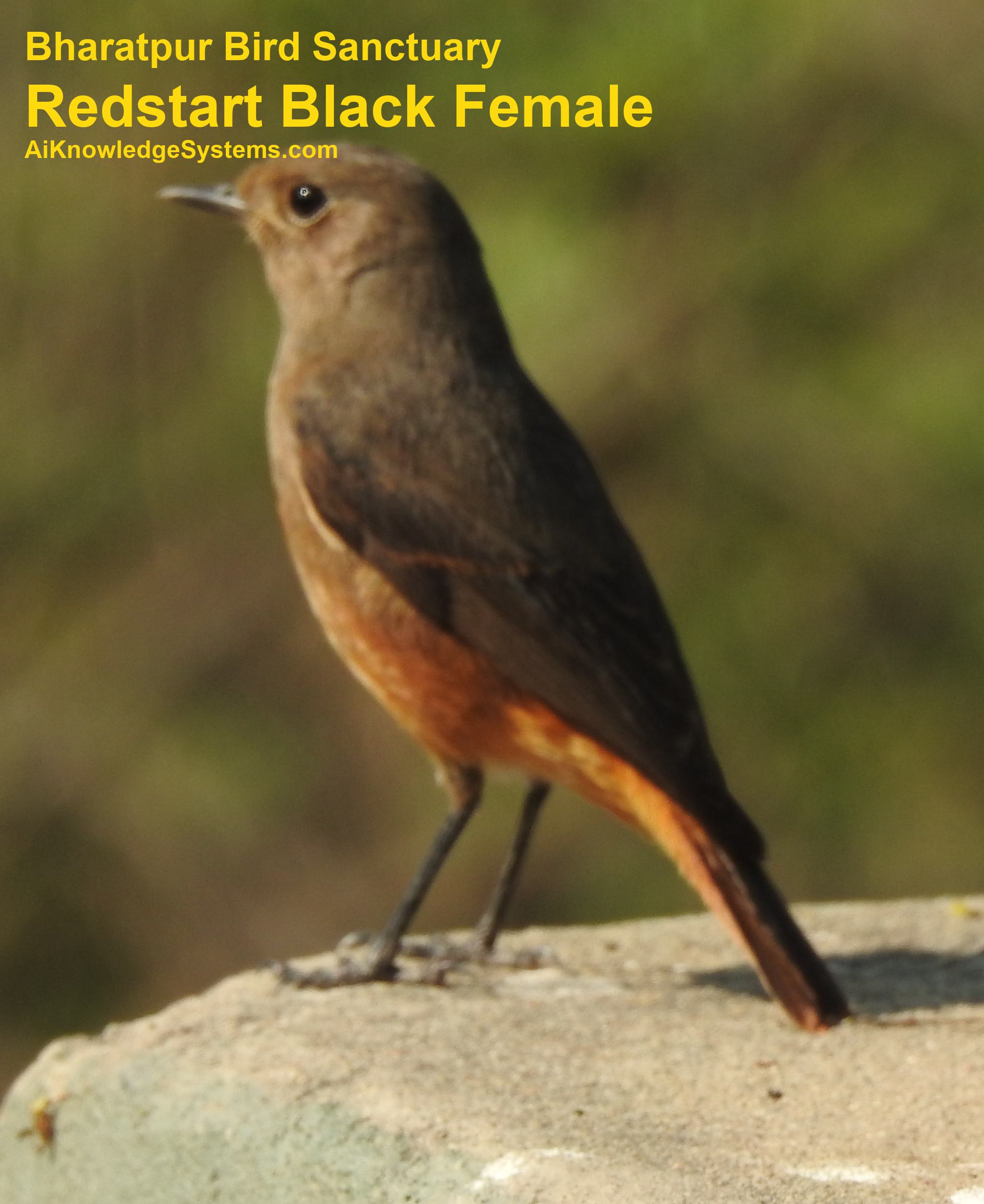 Redstart (41) Coming Soon